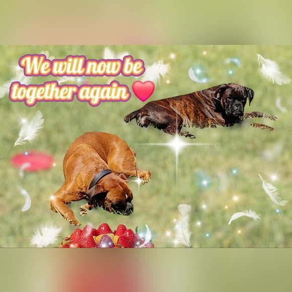 ❗️LIVE/SHARE SHOWS❗️ - Picture 8 of 16